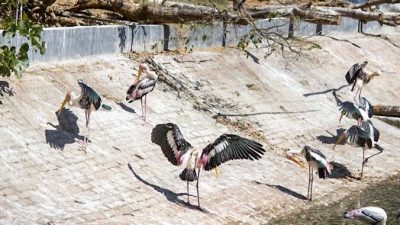 Индийские клювачи в Arignar Anna Zoological Park в Ченнае, Индия. Эти тропические аисты очень крупные, их рост составляет 1 м, размах крыльев — 1,5 м. Фото: Татьяна Виноградова/Великая Эпоха