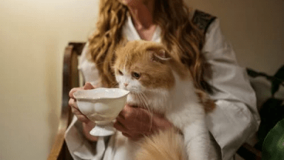 Чем кормить кошку — рейтинг кормов
