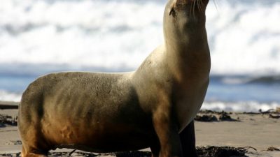 Морской лев на государственном пляже Морро-Странд, залив Морро, Калифорния. «Mike» Michael L. Baird/commons.wikimedia.org/CC BY 2.0