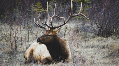 Дикий олень дважды в день навещает пожилую вдову. Им обоим это нужно!