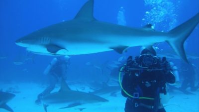 pxhere.com/СС0