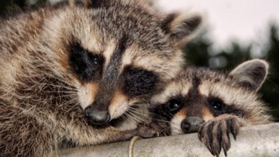 (Видео) 10 лет вдовец подкармливает енотов печеньем и сосисками. Так завещала его покойная жена