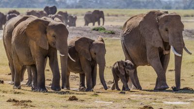 Парк в Зимбабве распродаёт африканских слонов