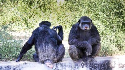 Шимпанзе в Arignar Anna Zoological Park в Ченнае, Индия. Семейный разговор. Фото: Татьяна Виноградова/Великая Эпоха