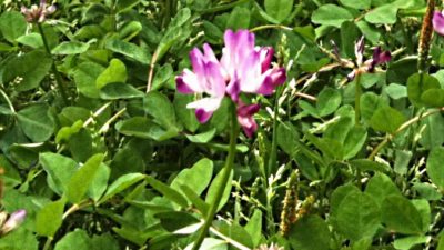 Астрагал может помочь для лечения ВИЧ