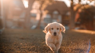 cristian castillo/unsplash.com/License Unsplash