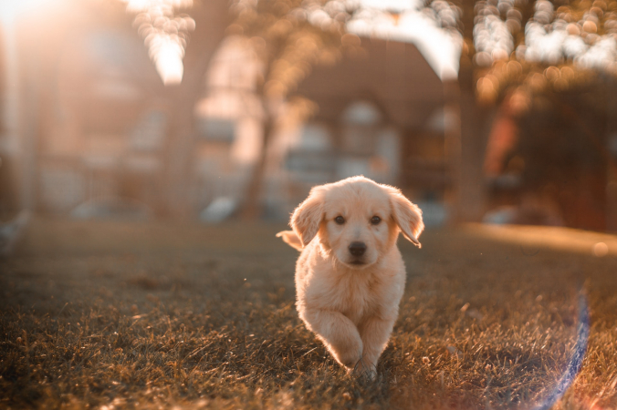cristian castillo/unsplash.com/License Unsplash