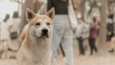 11 лет верный пёс охранял могилу хозяина, пока сам не умер. История Хатико повторяется