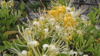 В Китае за взятку изменили название растения