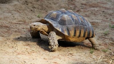 Древние люди ели черепах 400 тысяч лет назад