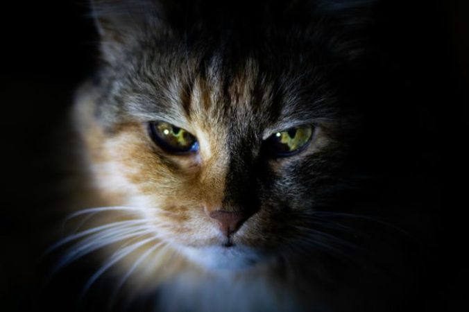 Tatyana Eremina/unsplash.com/СС0