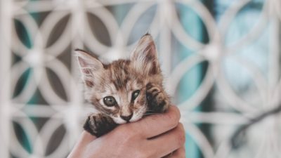 Roxanne Desgagnés/unsplash.com/License Unsplash