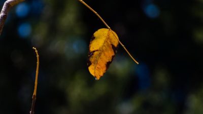 Фото: Хава Тор/Великая Эпоха