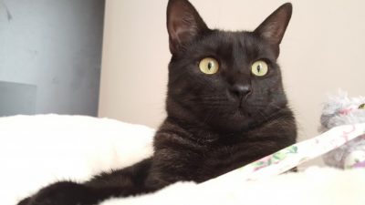 (Видео) Хозяин застал свою кошку за жутким занятием. Теперь он принимает меры предосторожности