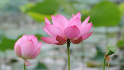 На прудах Вьетнама зацвели лотосы, привлекая туристов со всего мира (видео)