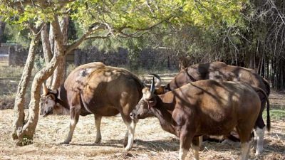 Дикие буйволы в Arignar Anna Zoological Park в Ченнае, Индия. Фото: Татьяна Виноградова/Великая Эпоха