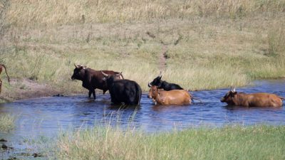 Боевики «Боко харам» обкрадывают скотоводов Чада