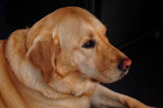 Viktor Forgacs/unsplash.com/License Unsplash | Epoch Times Россия