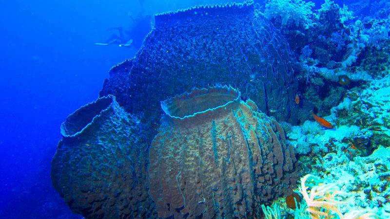 Морская губка — древнейшее из животных Обыкновенная губка Xestospongia. Albert Kok/ wikipedia.org /Общественное достояние