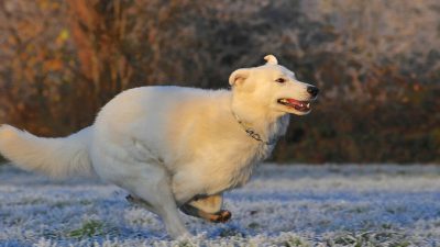 (Видео) Пёс бежал за «скорой» до самой больницы, а потом неделю ждал хозяина у двери