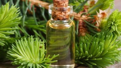 Целебные свойства кедра
