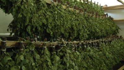 Как выбрать веник для бани