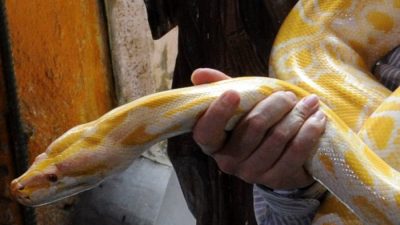 Китаец берёт щенков и отдаёт на съедение питону