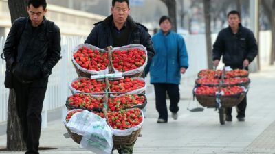 Фермеры продают клубнику с тележек, которые катят по улице Пекина 2 февраля 2010 г. (Frederic J. Brown / AFP / Getty Images)