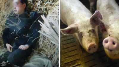 Китайский чиновник, сбивший человека, спрятался от полиции в свинарнике