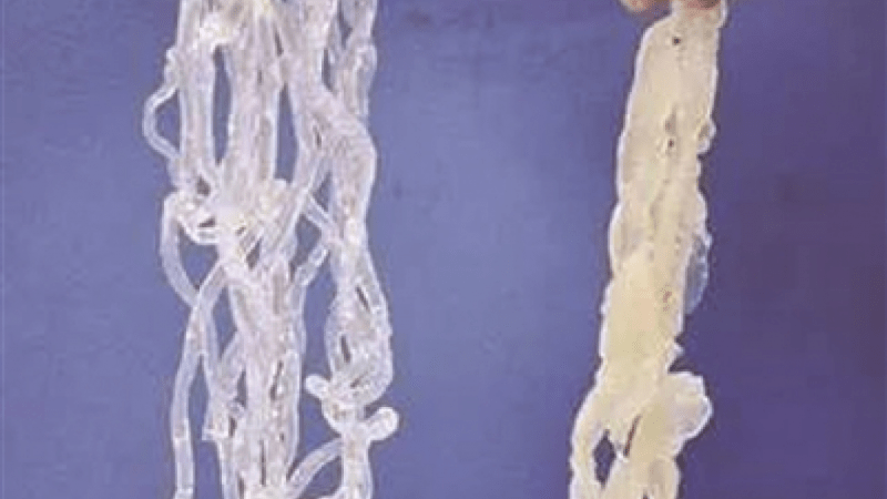 Китайцы научились подделывать медуз