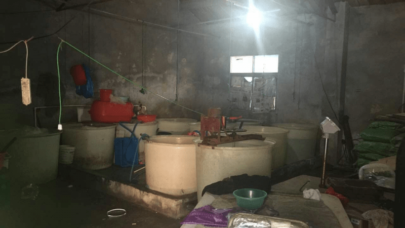 Китайцы научились подделывать медуз