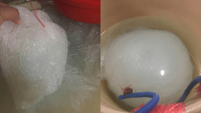 Китайцы научились подделывать медуз