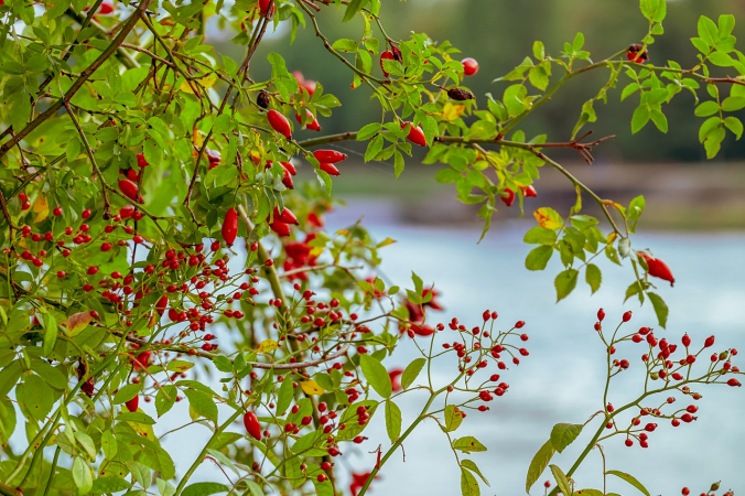 Couleur/pixabay.com/Pixabay License | Epoch Times Россия