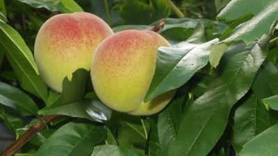Персики. Фото: Lucien Monfils/Wikipedia Commons/CC BY-SA 3.0