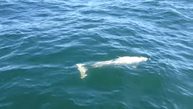 Белая морская свинья.