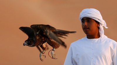 Поведение птиц в полёте оказалось проще, чем думали учёные