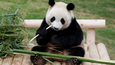 В Малайзии торжественно встретили арендованных у Китая панд