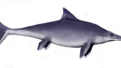 Кладбище ихтиозавров возрастом 100 миллионов лет обнаружили в Чили