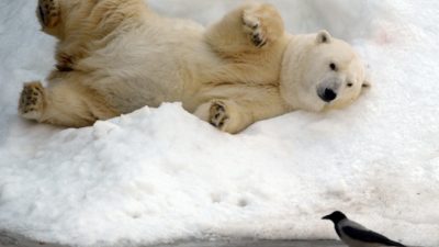 Фотографии мёртвых полярных медведей вызывают большое беспокойство