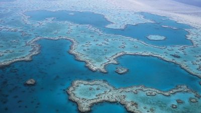 Уксус может спасти Барьерный риф от морских звёзд