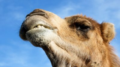 8 часов спасали циркового верблюда, попавшего в ДТП на 45-градусном морозе