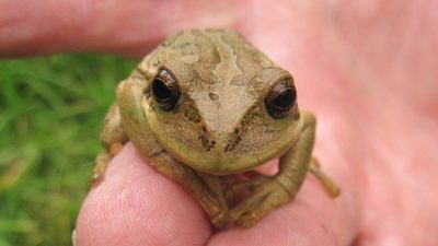 В Эквадоре обнаружена лягушка, способная менять свой вид