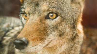 (Видео) Камера запечатлела редкий случай: дружбу между койотом и барсуком!