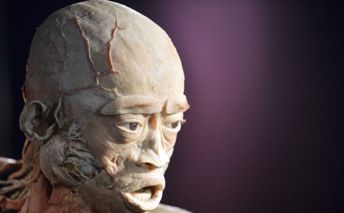 Пластинация мертвых тел показанная на выставке Real Bodies – это процесс использования жидкой силиконовой резины для предотвращения естественного процесса разложения тела. На изображении выше показано тело с предыдущей выставки под названием «Человеческое тело» в Киеве, Украина. Фото: SERGEI SUPINSKY / AFP / Getty Images