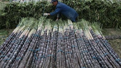 Торговец продаёт сахарный тростник на рынке 13 ноября 2007 года в Нанкине провинции Цзянсу, Китай. China Photos /Getty Images