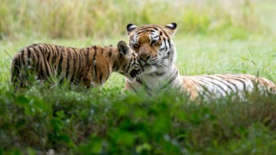 Сказки Срединного государства: Самый первый сказочник