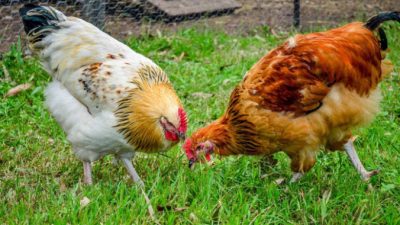 «Курицы с паспортами» — за курятник на даче могут оштрафовать