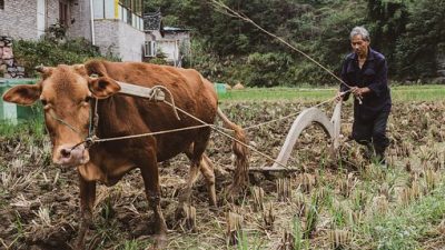 Китайцы больше не хотят заниматься земледелием
