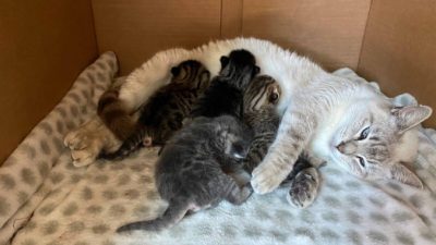 (Caters News)
