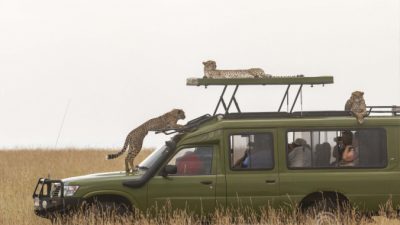 Британская компания предложила клиентам 203-дневное сафари